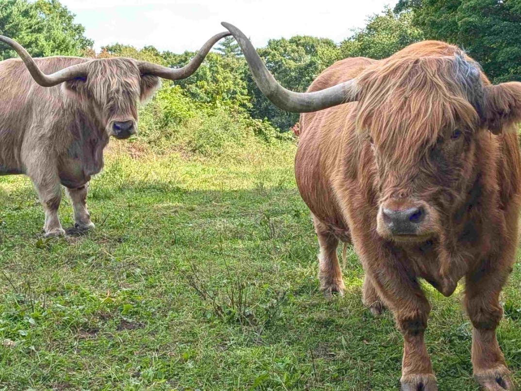 Red (left), a 15-year-old Highland steer, has returned from Bela Brook Farm to live with his long-time buddy, Curious Bleu, at Miles Smith Farm in Loudon. Bleu is recovering from losing his horn in an accident this summer.