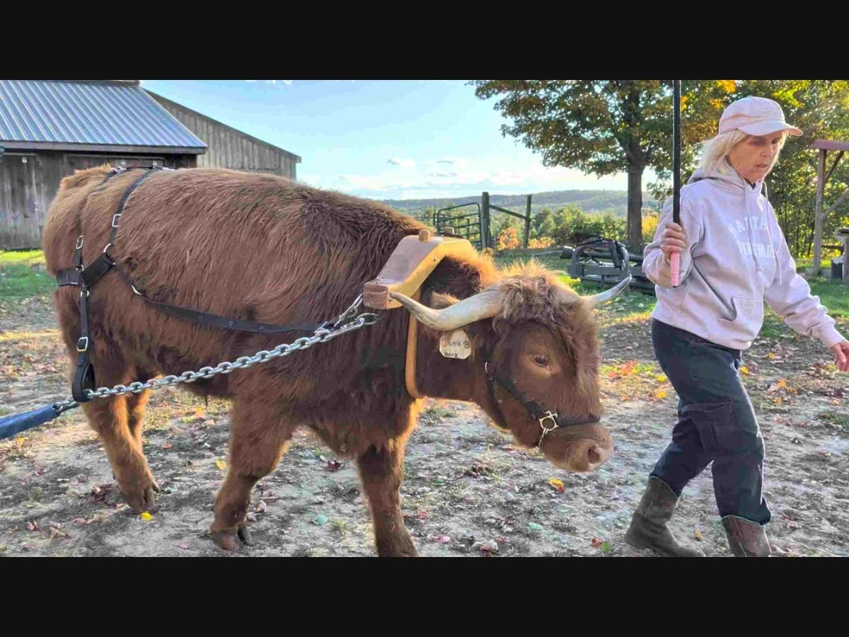Owen, a three-year-old Scottish Highland steer, practices his turns at Miles Smith Farm
