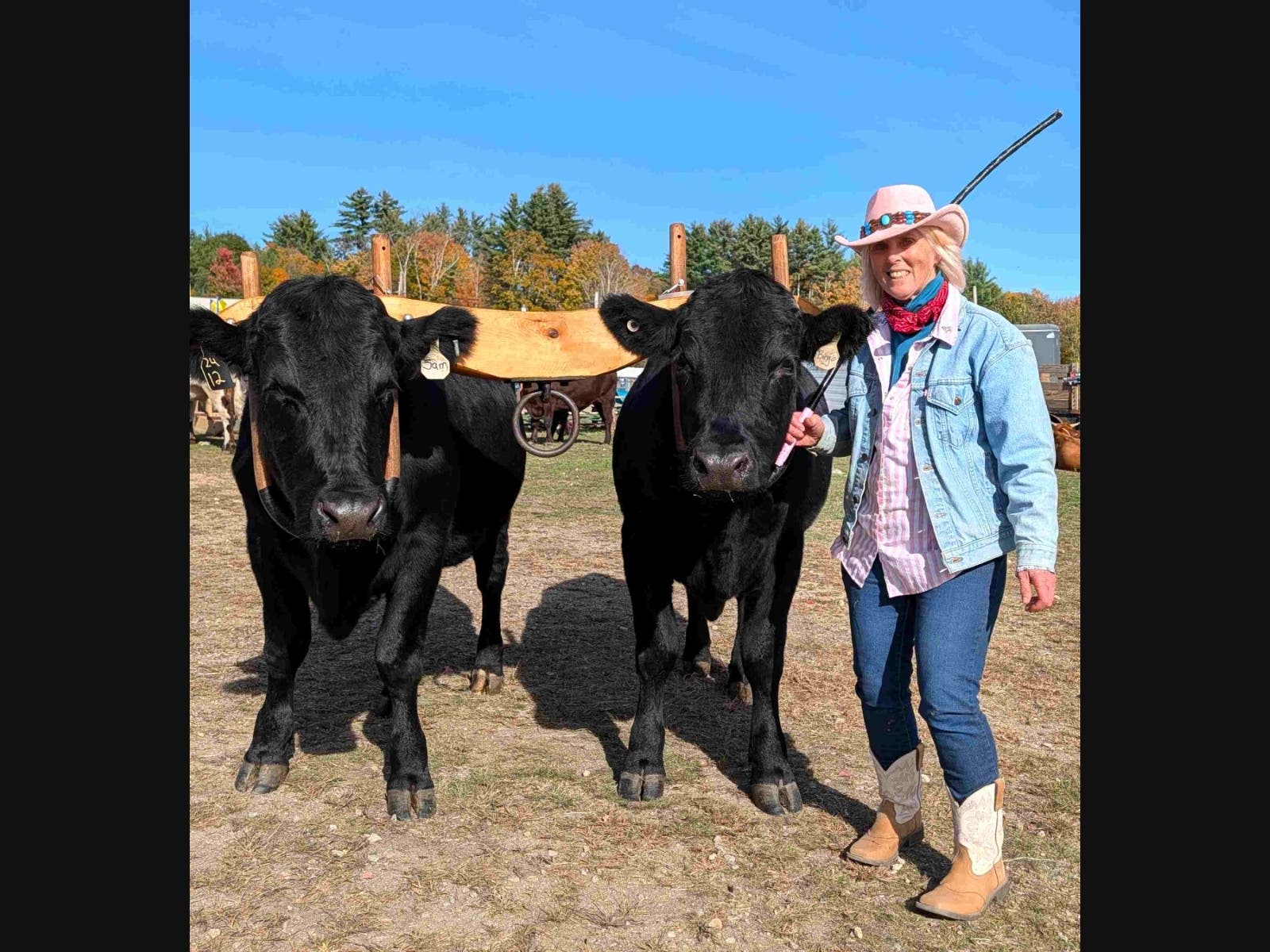 Carole with her working steer team of Bingo and Sam at the 2026 Sandwich Fair.