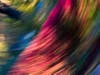 abstract, autumn 2015, blurry trees, wacky trees