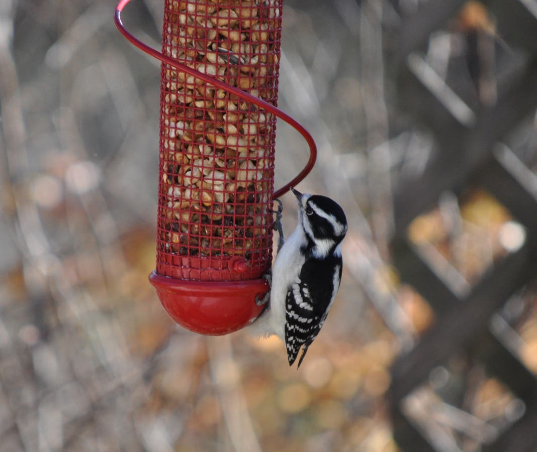 Valentine S Day Is For The Birds At Plum Creek Nature Center