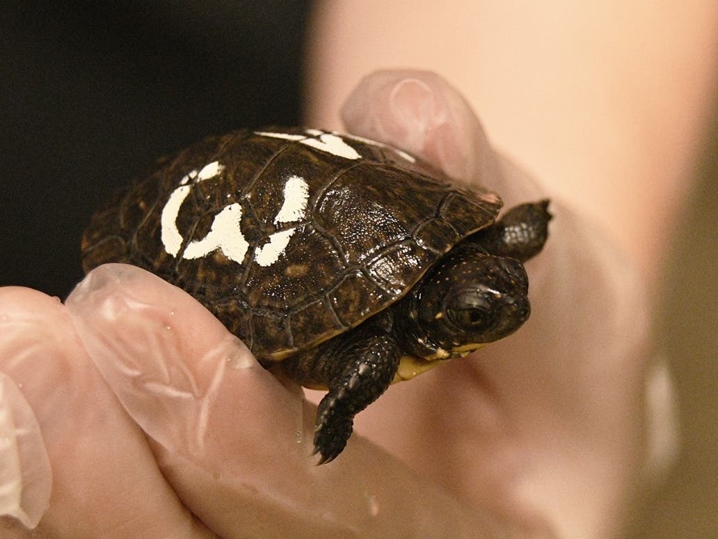 This Blanding's turtle hatchling is lucky to be alive after its mother was hit by a car in Morris in June. The tiny turtle is now being cared for by the Forest Preserve District of Will County as part of a regional Blanding's turtle recovery program.
