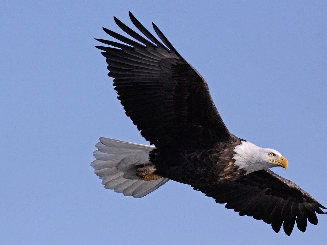Watch eagles soar in McKinley Woods during the Forest Preserve District of Will County's "Eagle Watch 2020" on Jan. 3-4 in Channahon. 