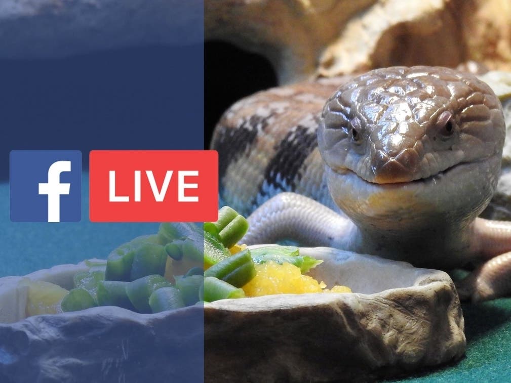 Learn all about the birds of Lake Renwick, pond creatures and herpetology during the Forest Preserve's upcoming Facebook Live programs. 