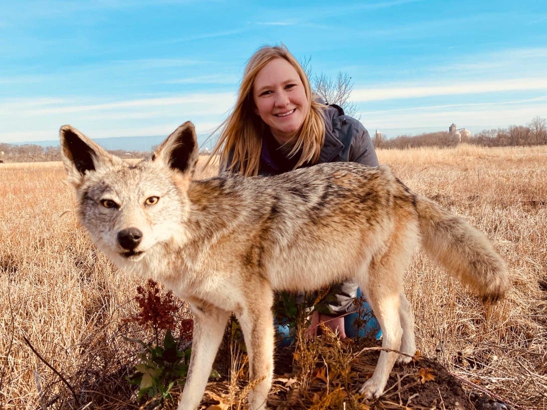Learn all about Will County’s largest predator, the coyote, during March’s episode of “The Buzz,” the Forest Preserve District of Will County’s monthly nature show, which can be viewed online and on broadcast and cable TV stations. 