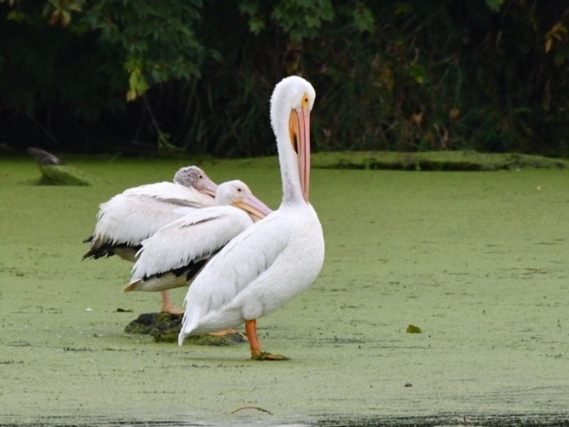 Learn all about the pelicans that stop at Four Rivers Environmental Education Center to rest and refuel during migration during the Forest Preserve District of Will County's "Pelican Watch" on Saturday, Sept. 24. 