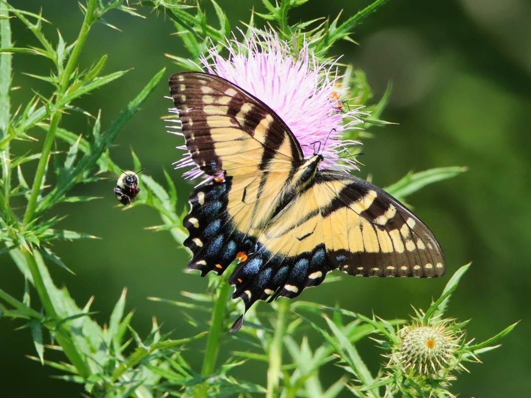 News small post card thumbnail