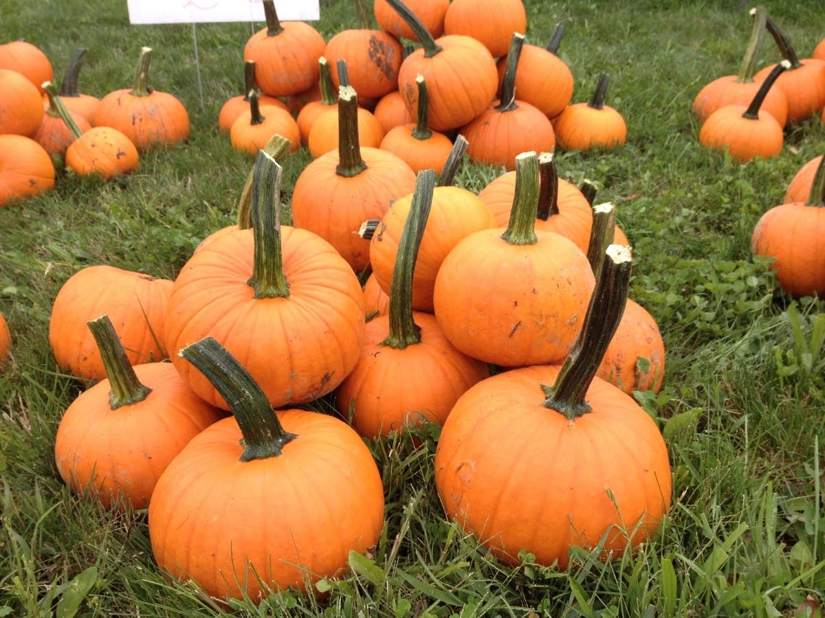 Run or walk the Forest District of Will County's Pumpkin Fun Run on Oct. 15 and receive a free mini-pumpkin and an orange wrist sweatband! Sign up at ReconectWithNature.org. 
