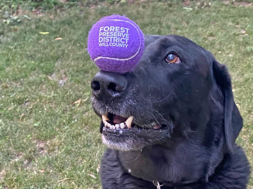 2024 Forest Preserve District of Will County dog park permits are now on sale. The permits are good for the remainder of 2023 and all of 2024. 
