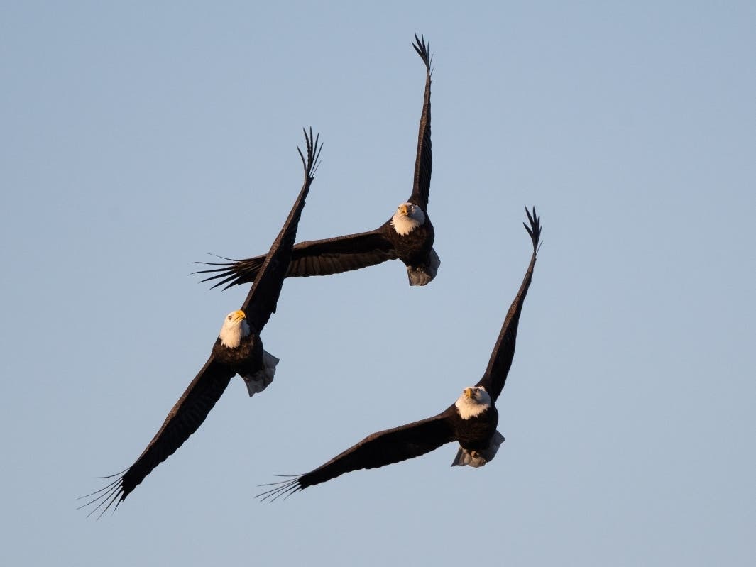 Head to Four Rivers Environmental Education Center in Channahon for the annual Eagle Watch on Jan. 13 to search for bald eagles as they hunt in the river. 