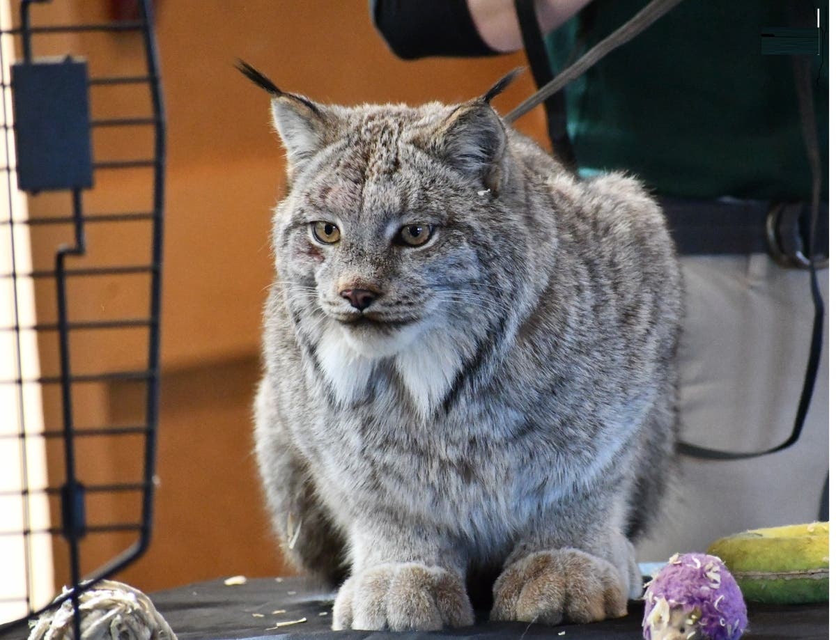 Canada lynx.