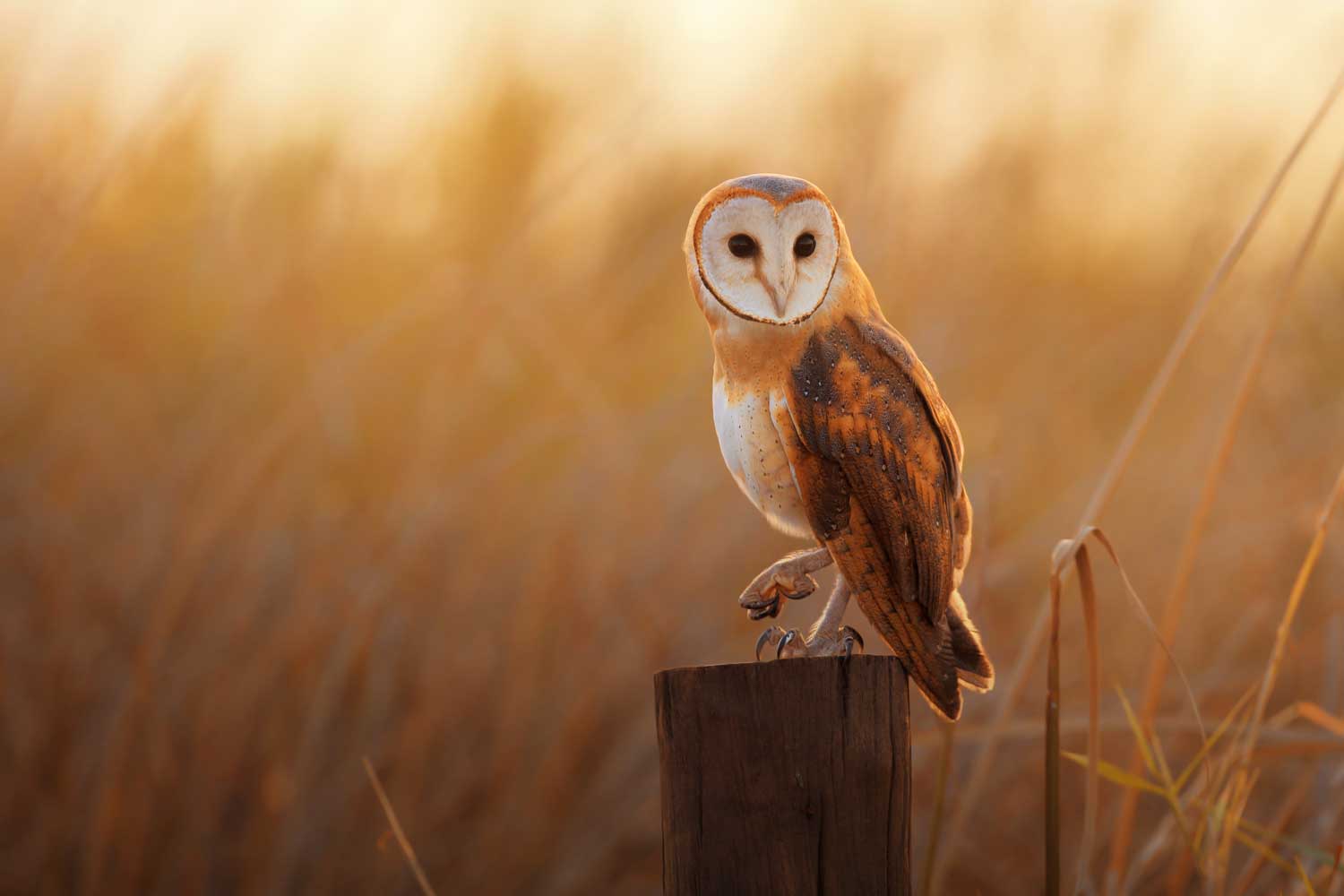Owl Program For Families At Tempest Farm