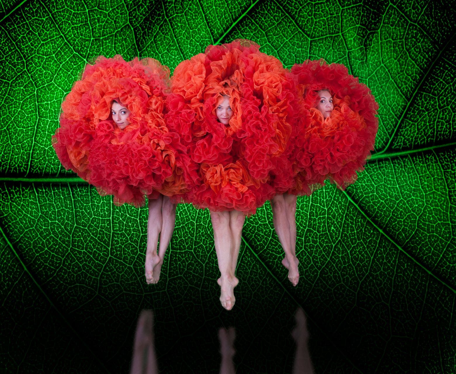 Viva Momix Forever Viva Momix Forever
