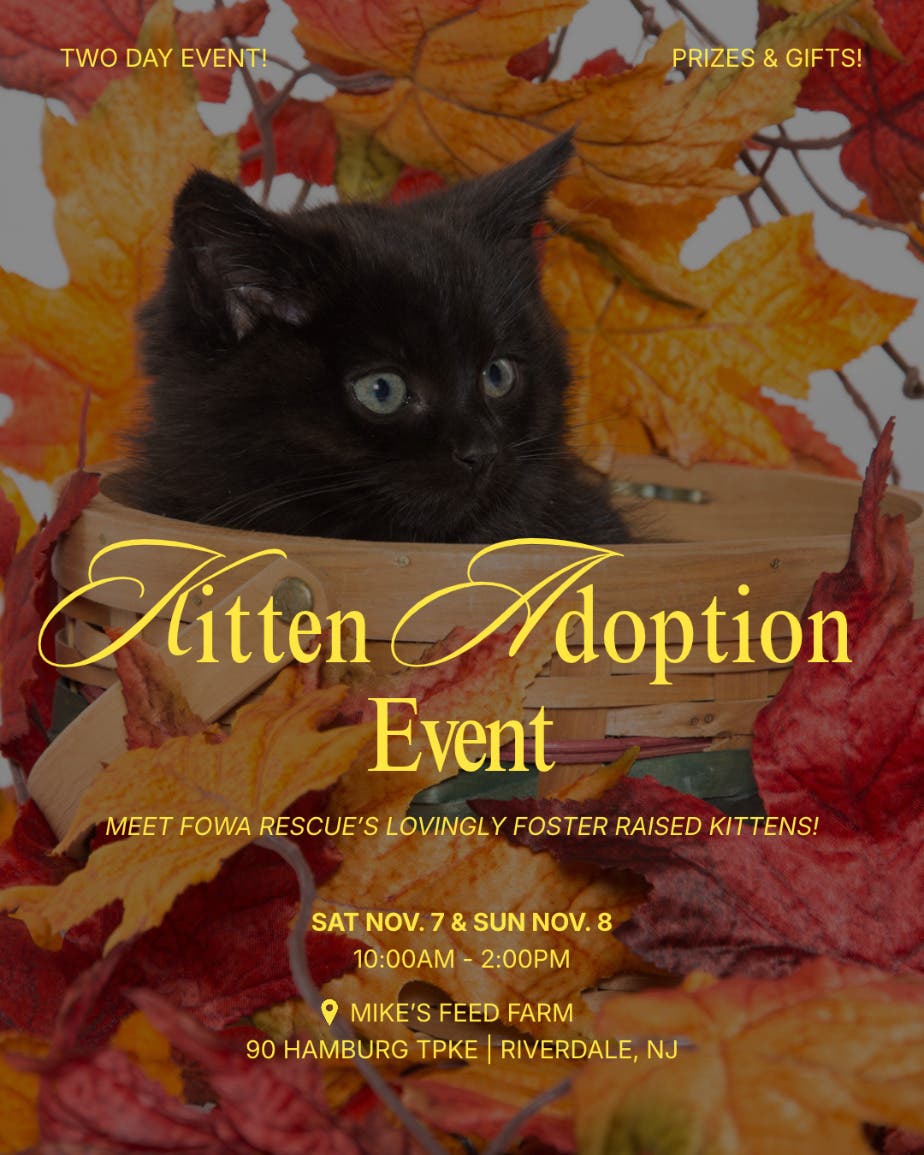 Fall In Love - Kitten Adoption Event