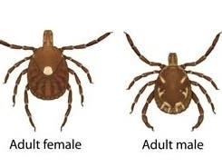 The lone star tick, which is an aggressive human biter and transmitter of several human diseases, is rapidly expanding its range in Connecticut. 
