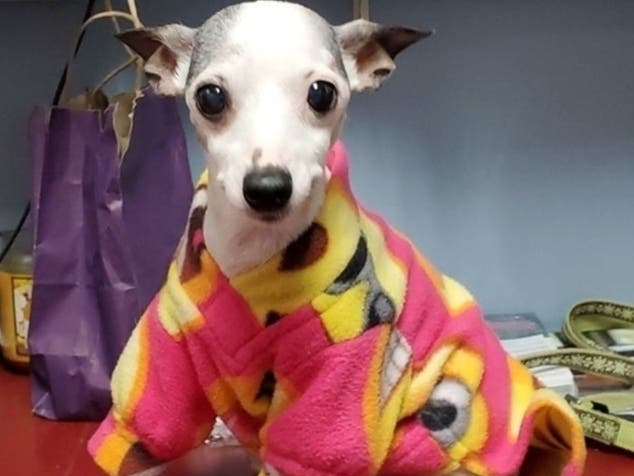 Sad news to share concerning Lucky the dog that was found severely abused late last year. Naugatuck Animal Control officials said Lucky passed away today after a recent surgery. 