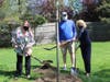 Maureen Lyons (far left) and Althea Robinson, members of the Village’s Beautification Committee, and Bill Garry, a member of the Recreation Commission, help plant a red maple on the Village Green.