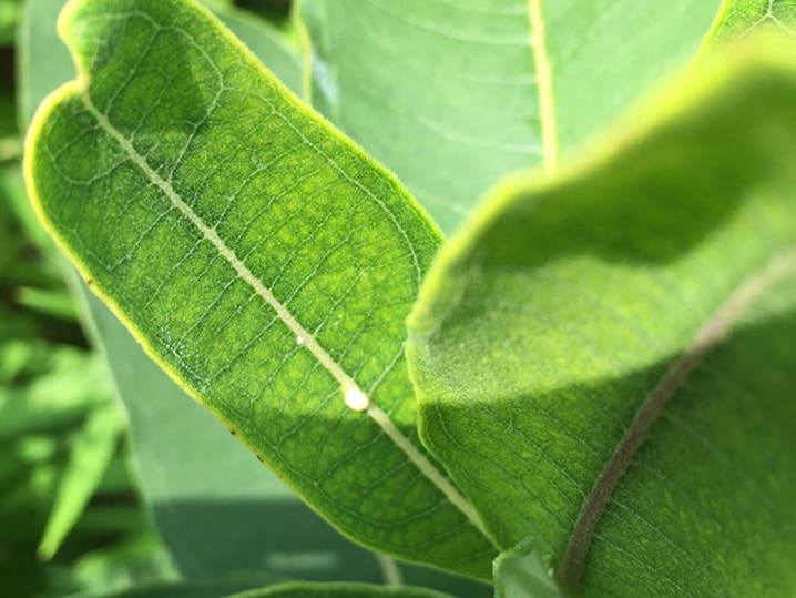 Milkweed
