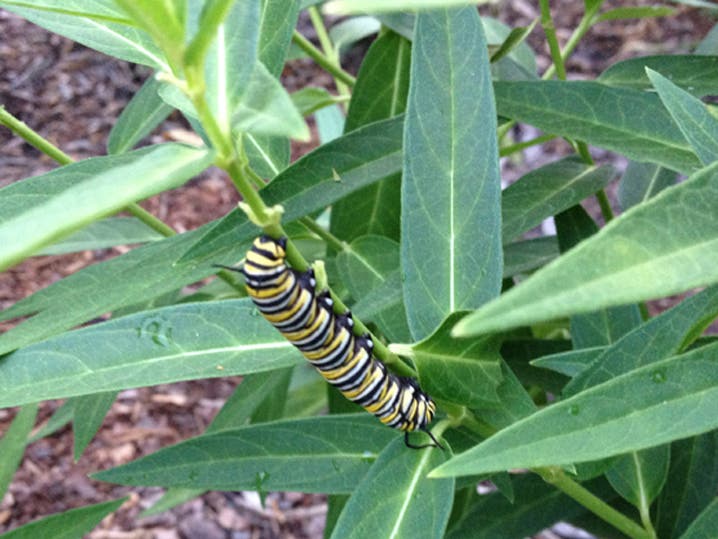 Monarch Catapillar