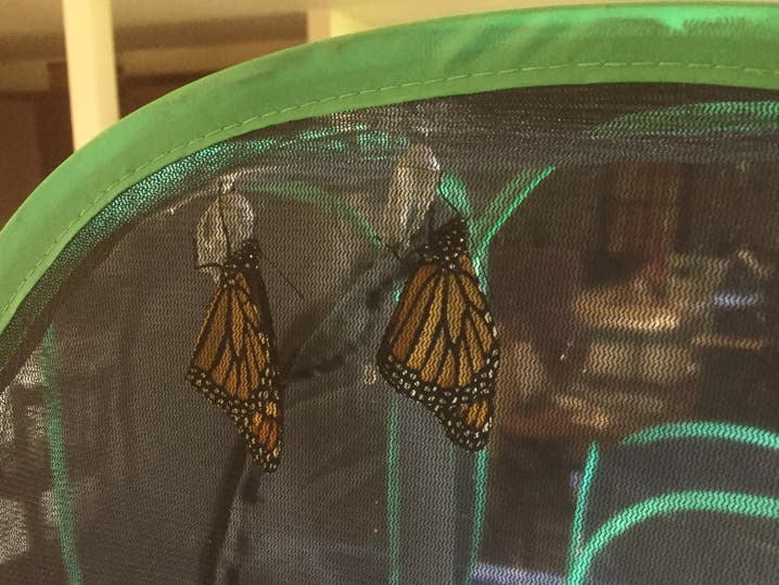Monarch