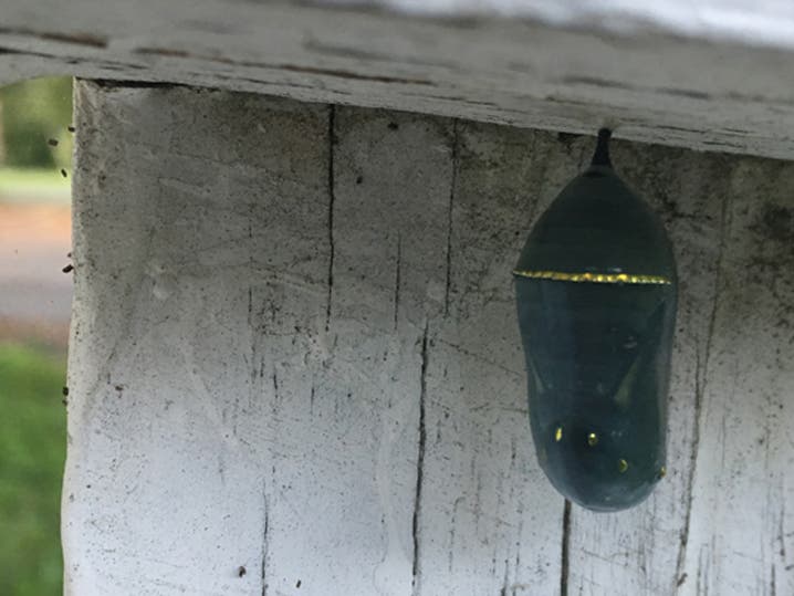 Chrysalis