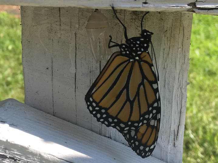 Newly Emerged Monarch