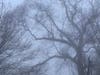 Smartphone photo of trees in mist