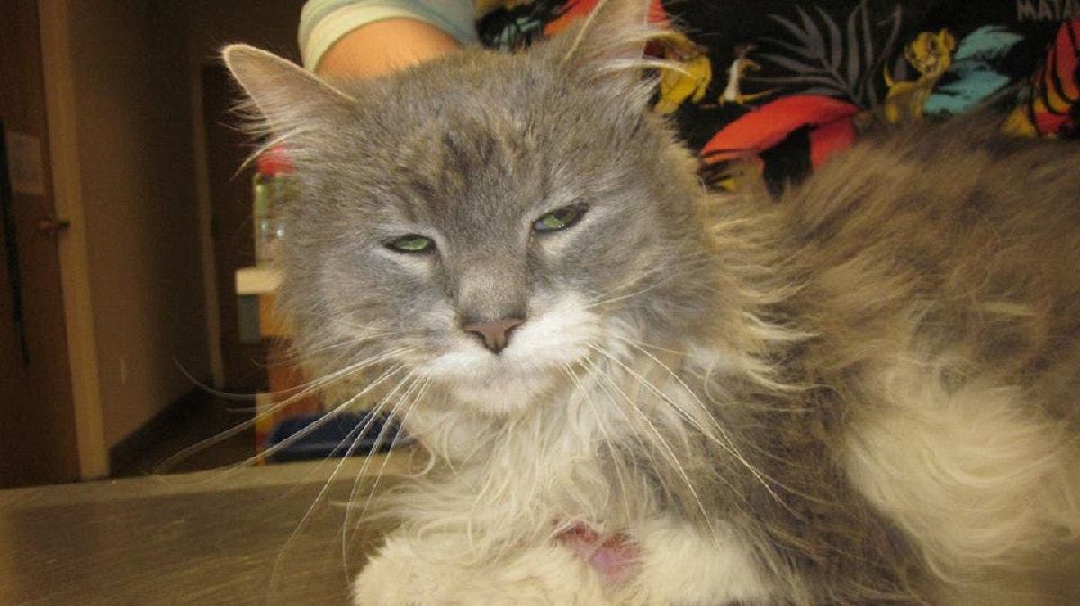 https://patch.com/img/cdn20/users/22791208/20170126/104339/styles/raw/public/article_images/cat_health_issues_12617-1485488579-4504.jpg