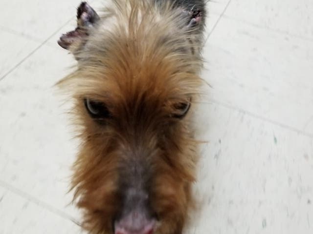 Abandoned Dog With Severe Medical Issues Improving: Hamden Police ...