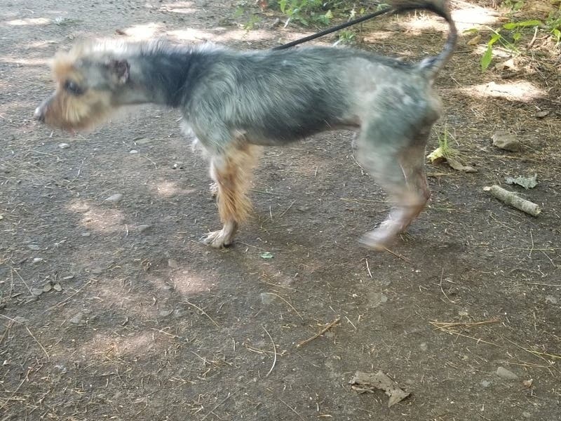 Abandoned Dog With Severe Medical Issues Improving: Hamden Police ...