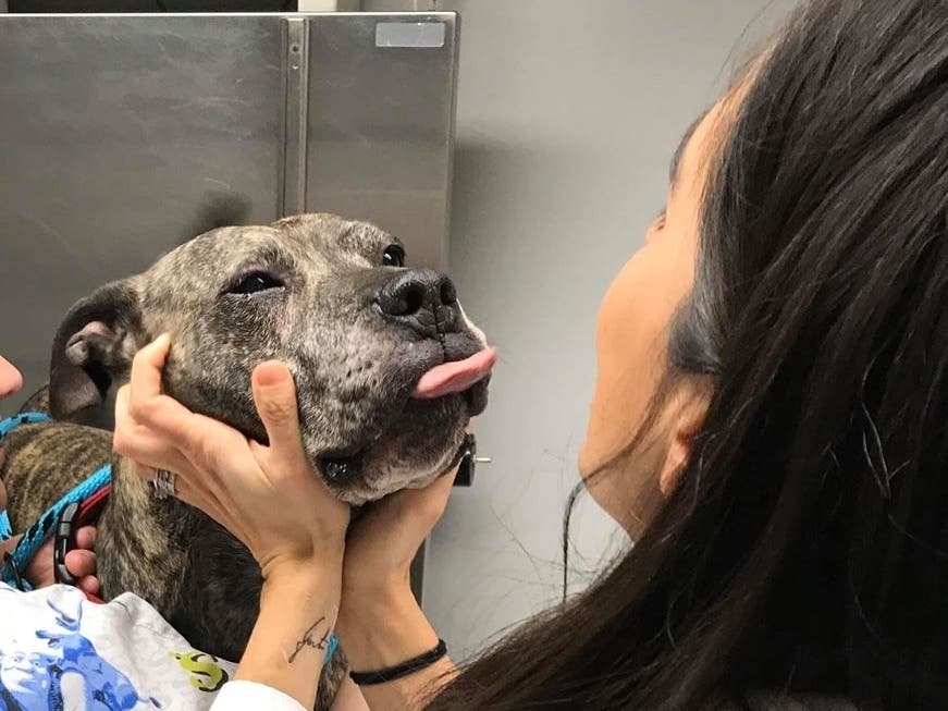 Bud, shown visiting the veterinarian's office, still needs a home one year after being taken in by the Hamden Animal Control.
