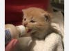 A kitten was rescued by the Hamden Animal Control Monday after being trapped under a deck in Hamden.