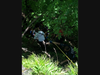 Firefighters use a rope system to rescue a hiker who had fallen 15 feet at Sleeping Giant in Hamden over the weekend.