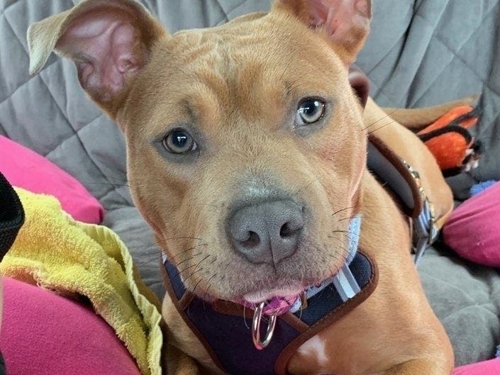 Maya the dog is in need of surgery.