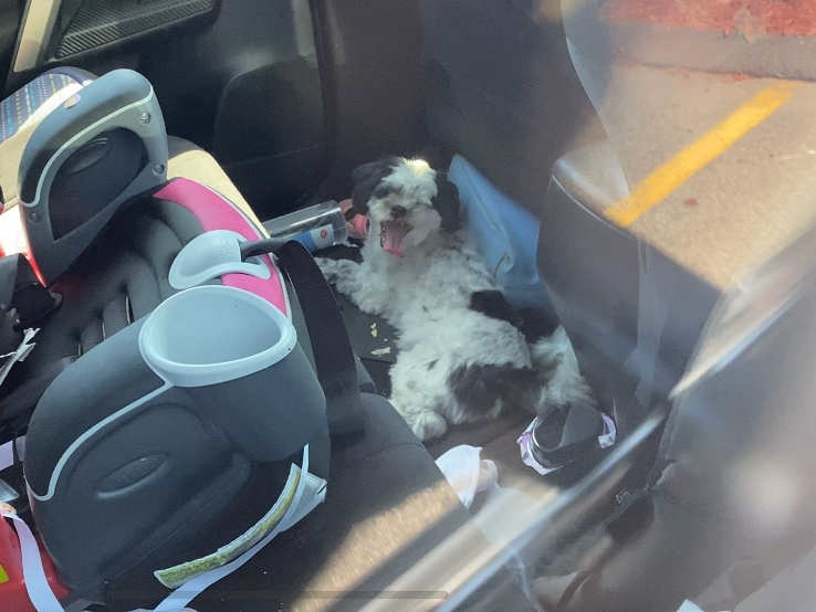 Police said this dog was left alone in a hot car in a Walmart parking lot.