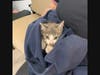 This kitten was rescued after being found stuck inside the engine bay of someone's car at Hamden Auto Body on Friday morning.