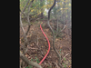Crews stretched more than 1,000 feet of hose to extinguish a brush fire at Lake Whitney in Hamden on Monday.