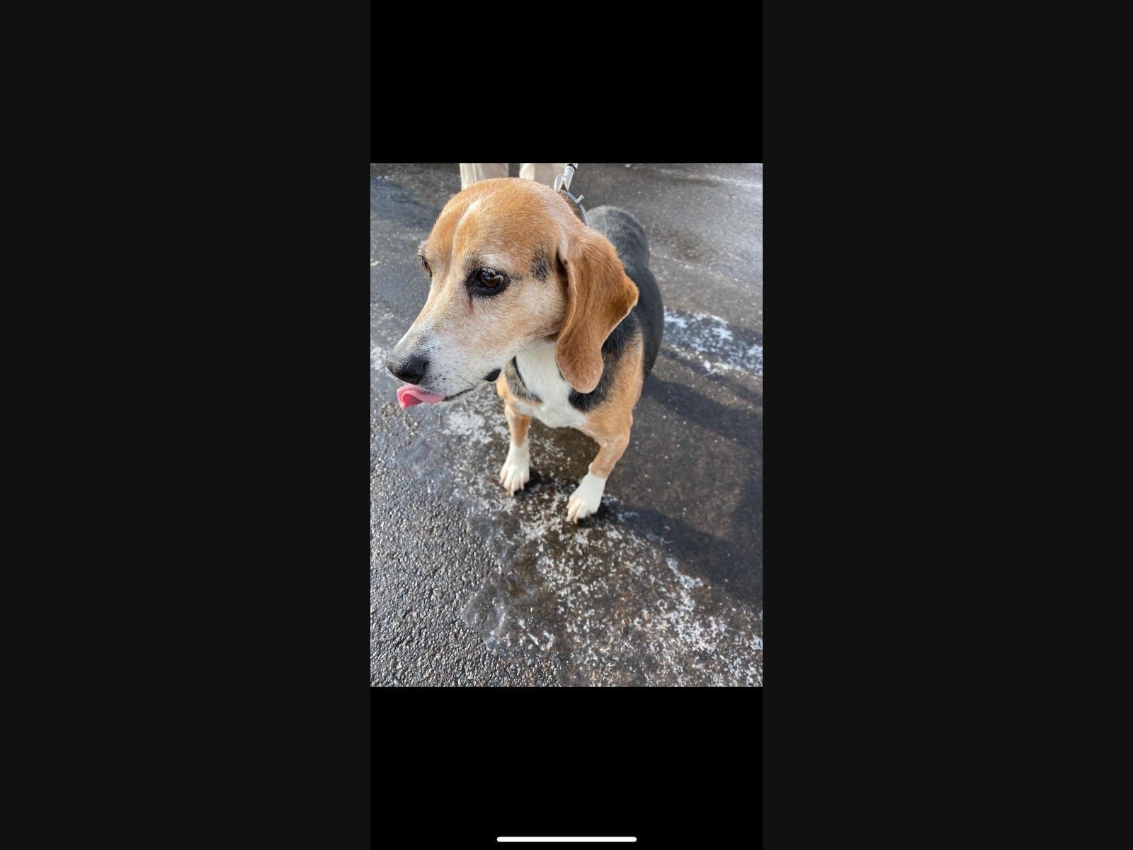 Emaciated Dog Abandoned At Side Of Road: Hamden Police | Hamden, CT Patch