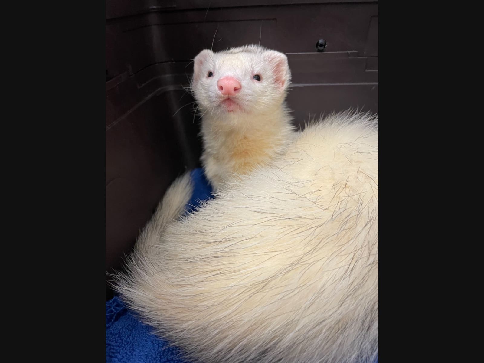 Sushi is back at home after five days "on the run."