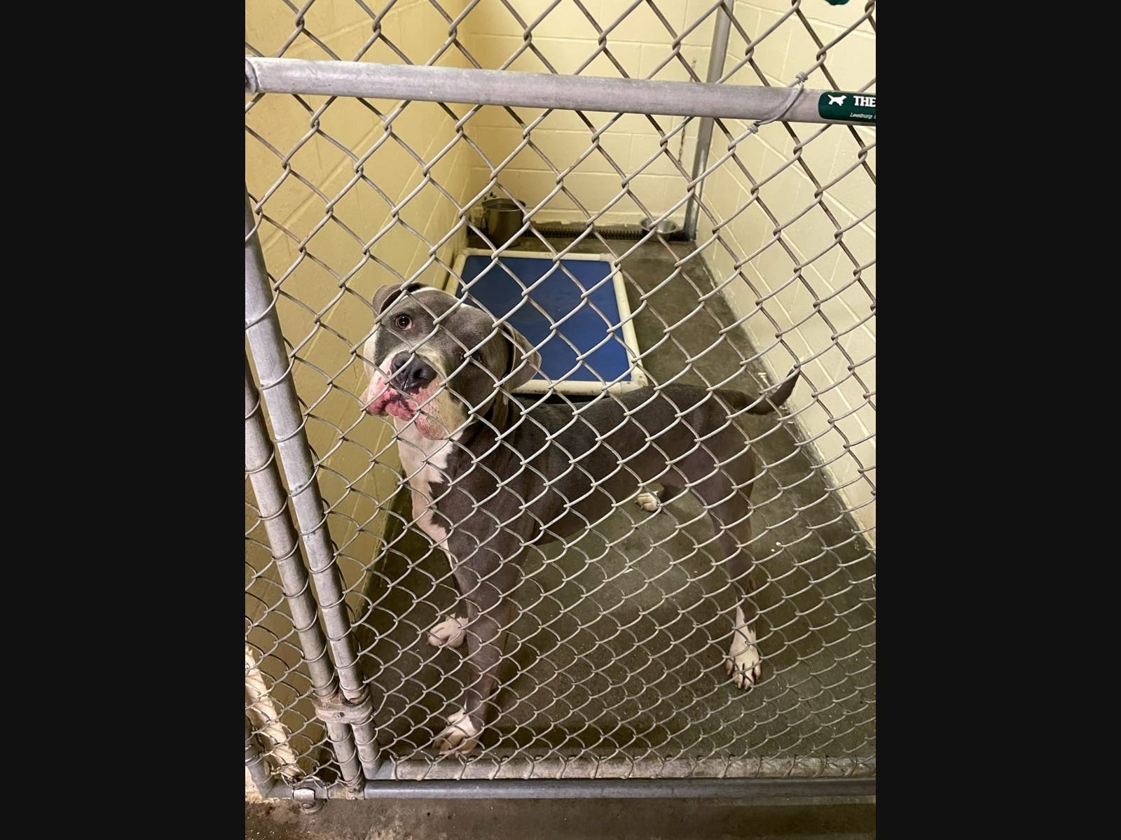 Dog Abandoned In West Haven Animal Shelter West Haven, CT Patch