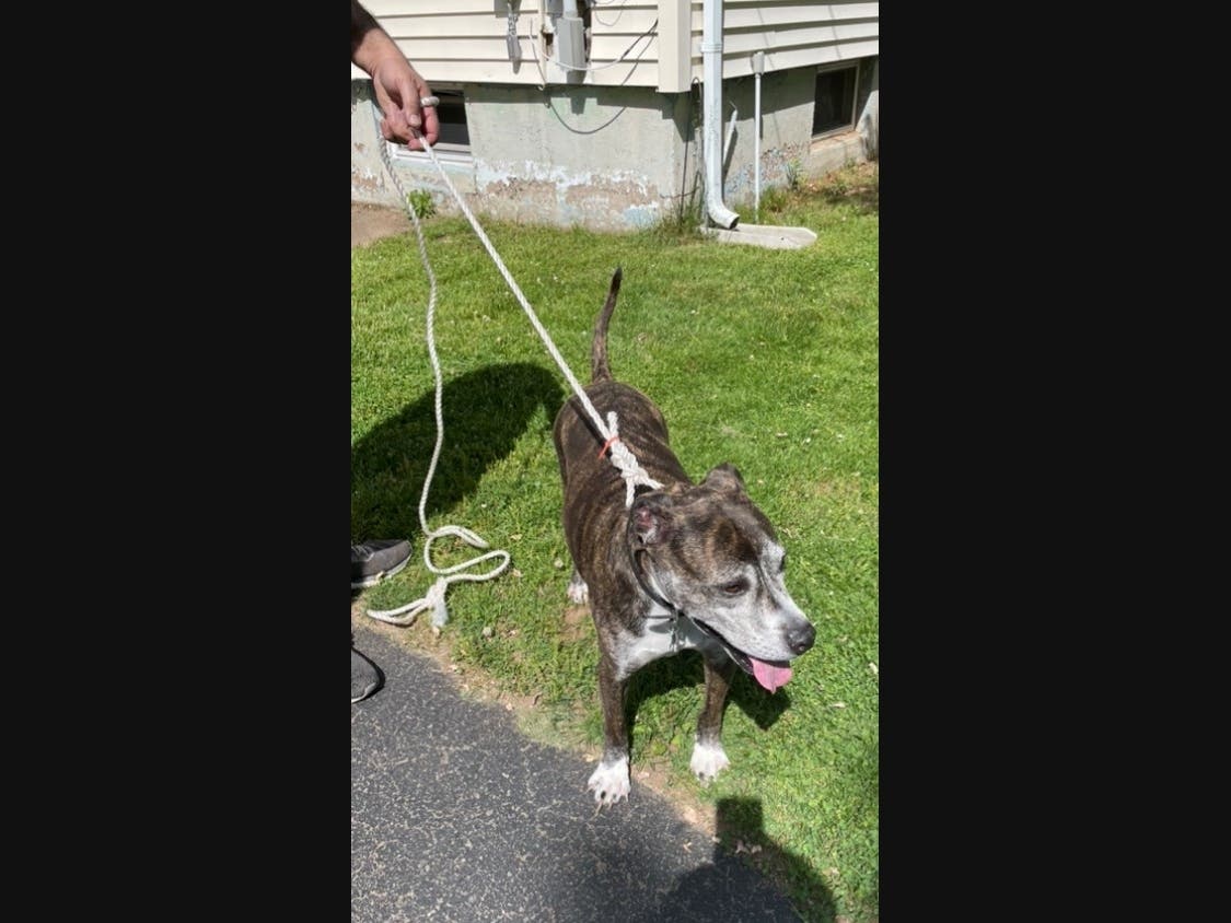 Dog Rescued From House Fire In Hamden | Hamden, CT Patch
