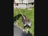 The family dog was rescued from the house fire.