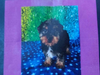 The stolen Silky Terrier is valued at $3,600, according to police.
