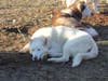The sled dogs relax before "sledding" down the field at Sheehan High School in Wallingford.