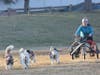 Musher Liz Chapman demonstrates the art of dog sledding on the Sheehan soccer field using a sled that was outfitted with wheels.