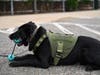 K-9 Jax with his new ballistic vest that was sponsored by Brittany Murphy through the Brady’s K-9 Fund organization.