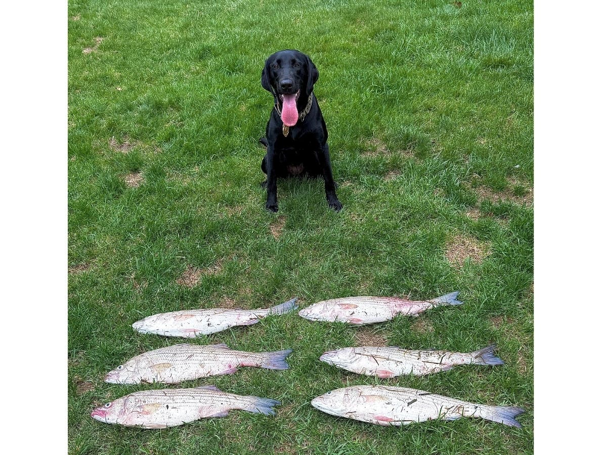 K-9 Scup will the seized striped bass that were found hidden along the Housatonic River in Stratford, according to the Connecticut Environmental Conservation Police.