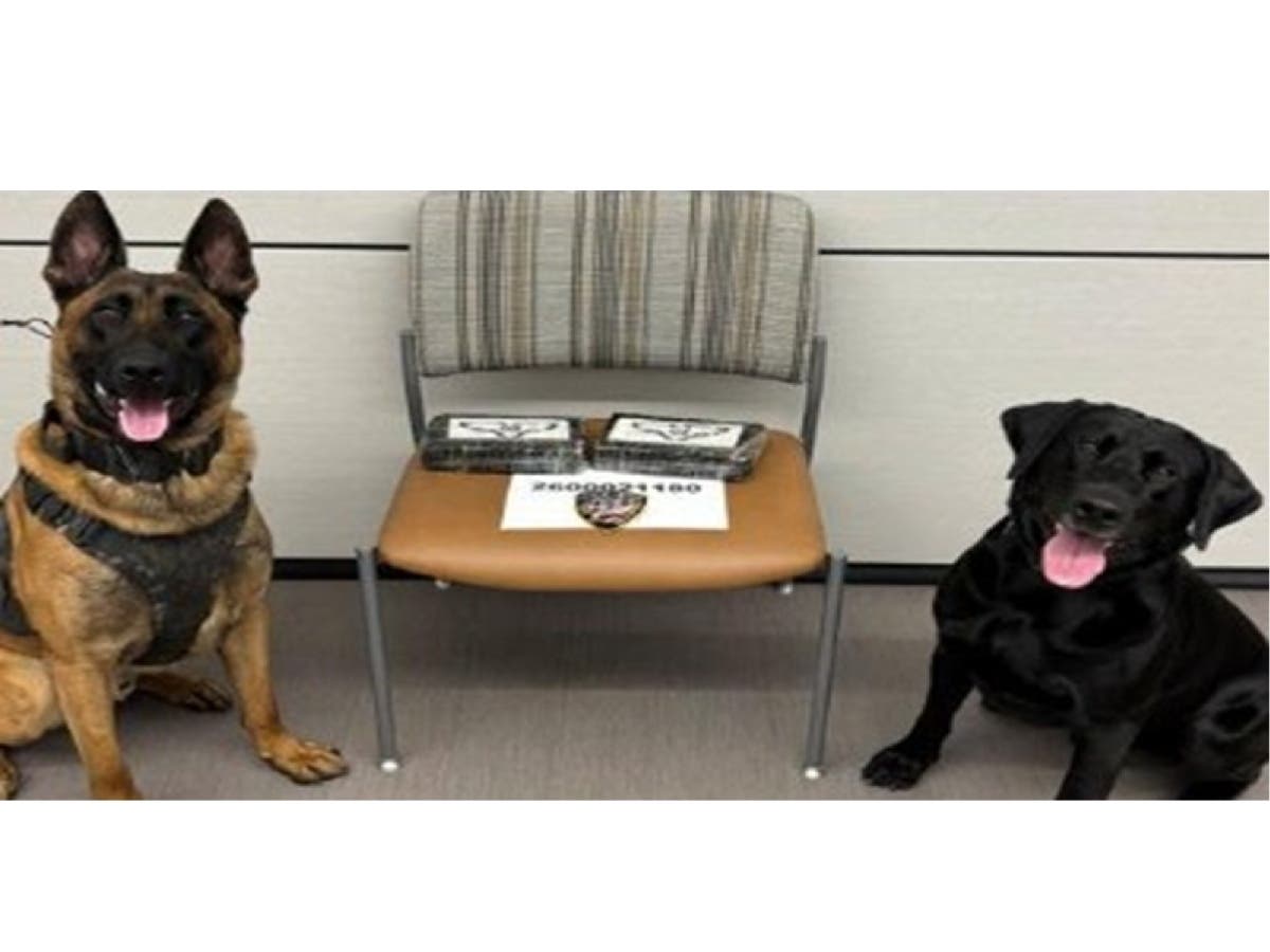 Wallingford Police K-9 Sevro and K-9 Kip with the seized items.