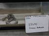 One of the venomous snakes that was seized from a warehouse in Hamden.