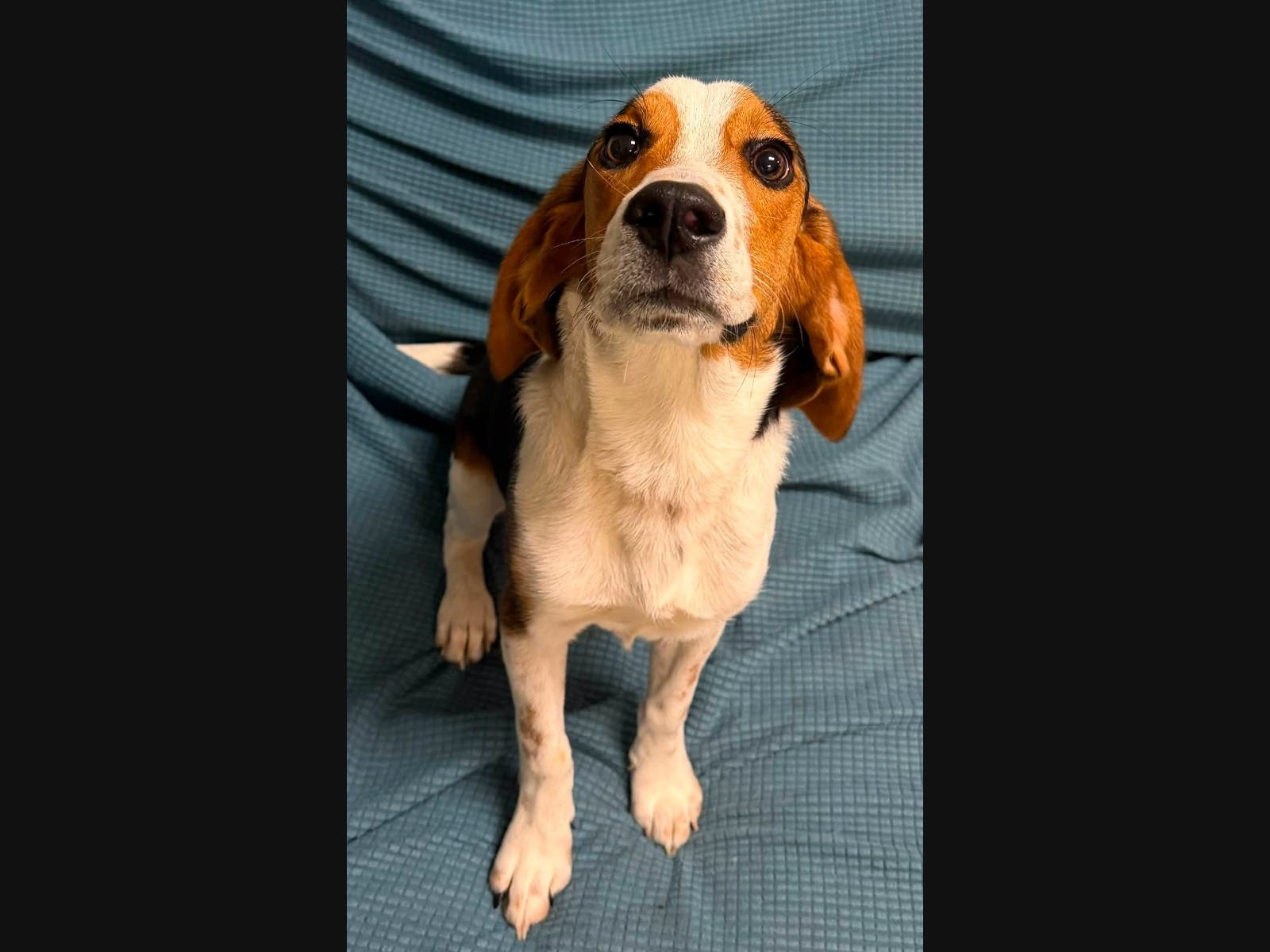 The young male Beagle was abandoned in the street, according to officials.